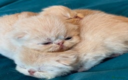 Exotic cats for sale: Superb GCCF Exotic kittens Health Tested parents - Image 18