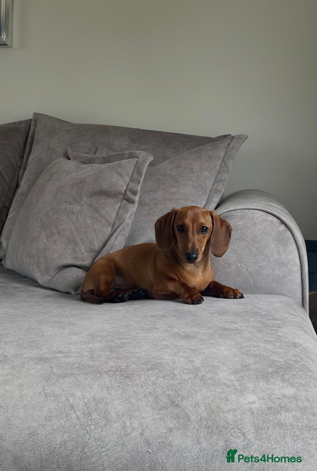 Miniature Dachshund dogs for sale: Puppies due 2nd Jan 2026 - Advert 6