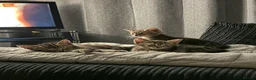 Domestic Shorthair cats for sale: 9 Gorgeous Kittens – Tabby, Ginger & Tortoiseshell - Advert 7
