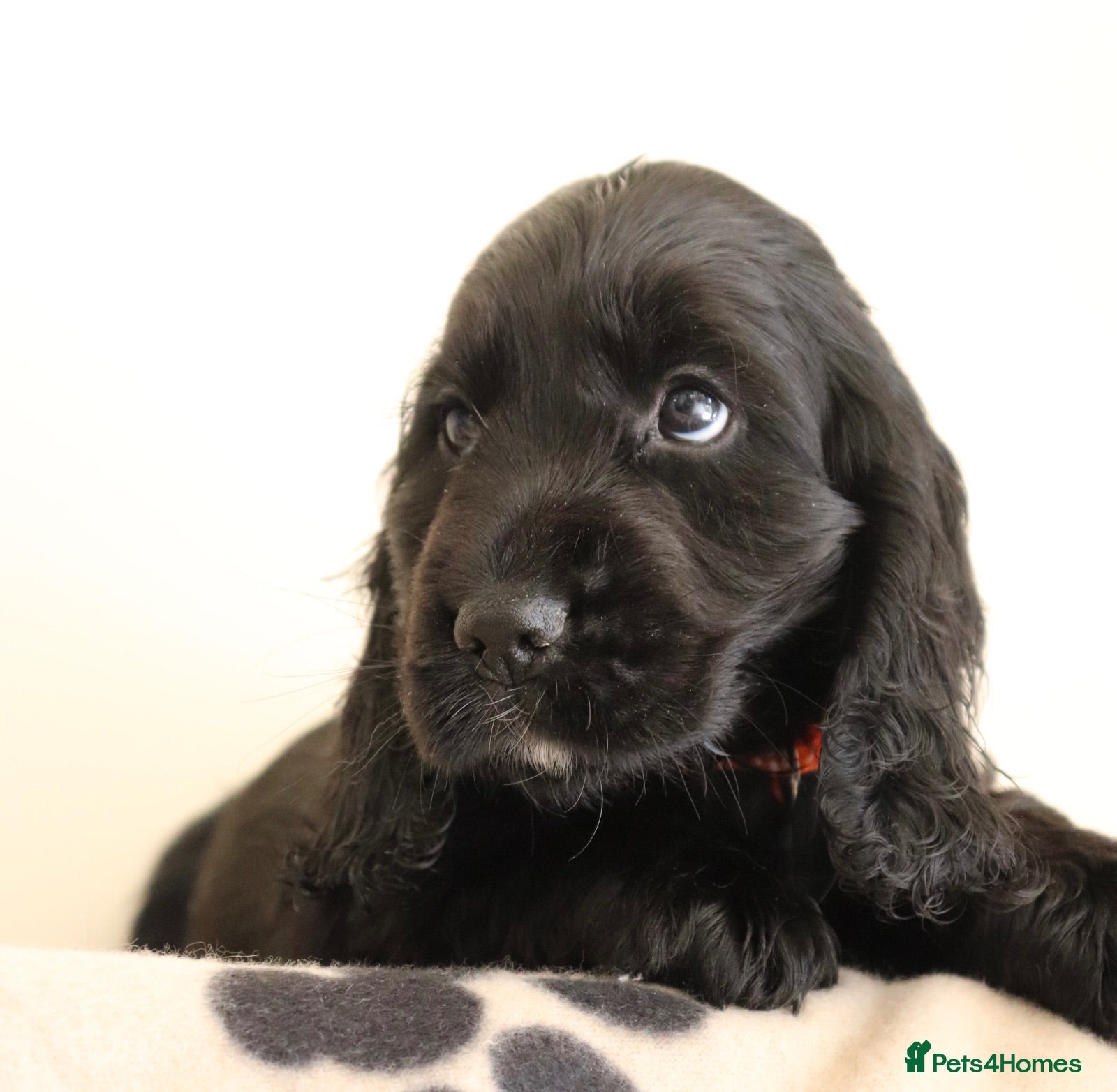 Cocker Spaniel dogs Show Cocker spaniels  - Advert 2