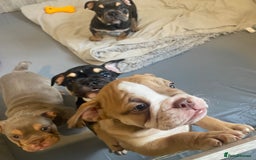 English Bulldog dogs for sale: Pedigree English bulldogs top-lines (7 weeks old)  - Image 17