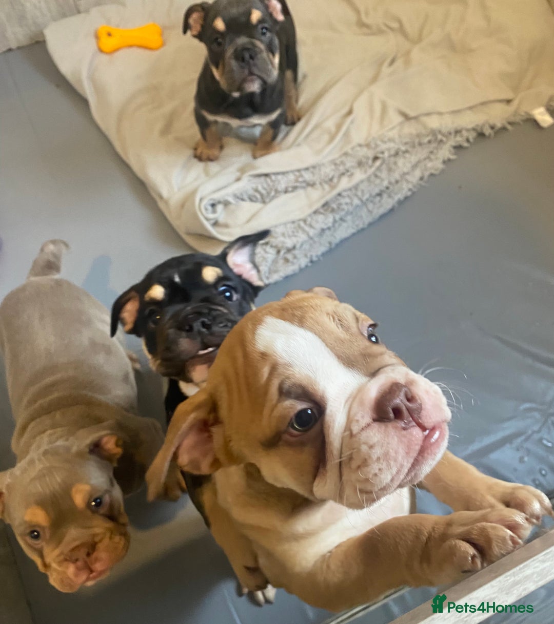 English Bulldog dogs for sale: Pedigree English bulldogs top-lines (7 weeks old)  - Image 17