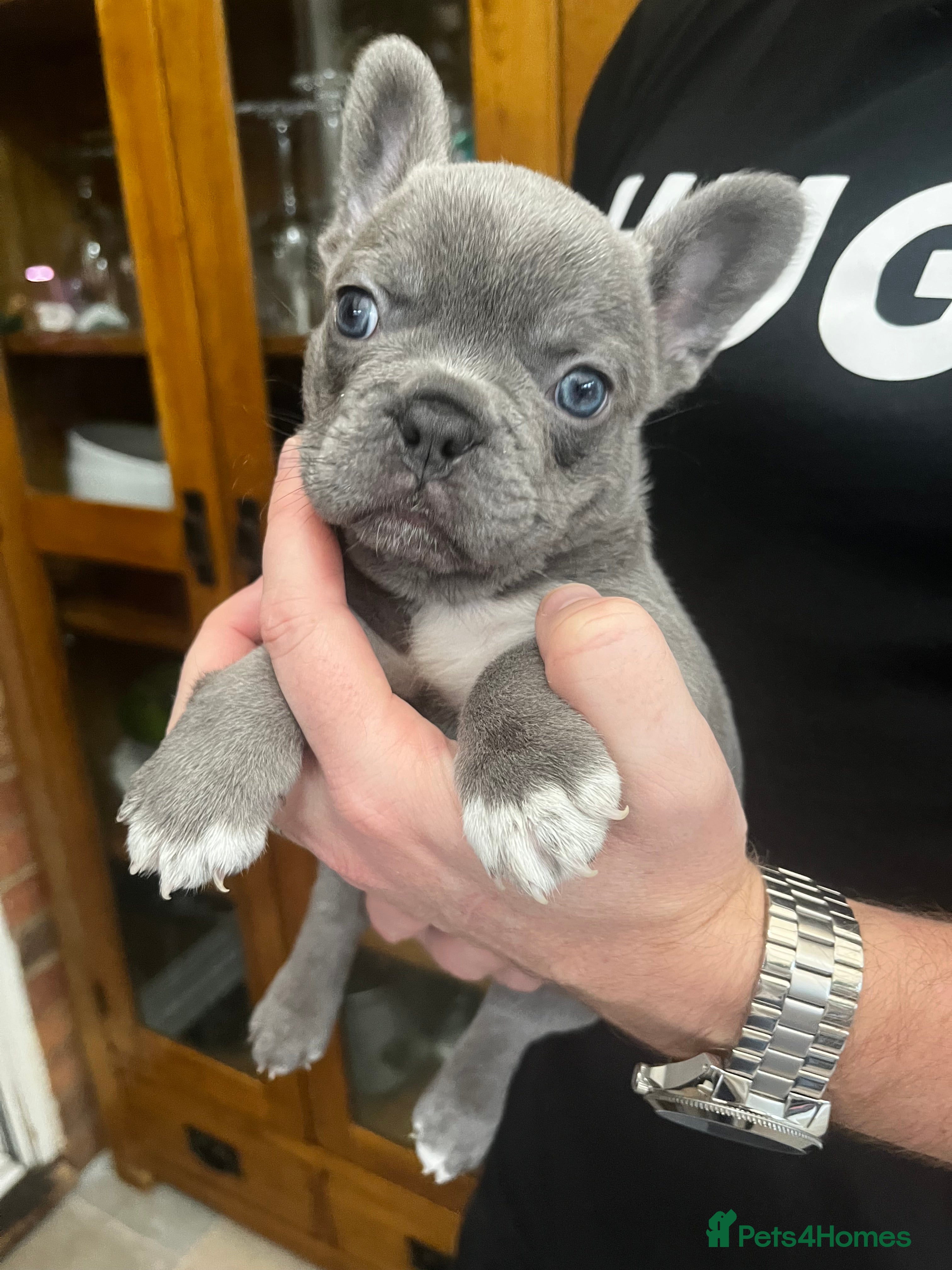 French Bulldog dogs Gorgeous KC Reg Blue and Lilac Frenchies Babies - Advert 1