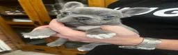French Bulldog dogs for sale: Gorgeous KC Reg Blue and Lilac Frenchies Babies - Advert 1