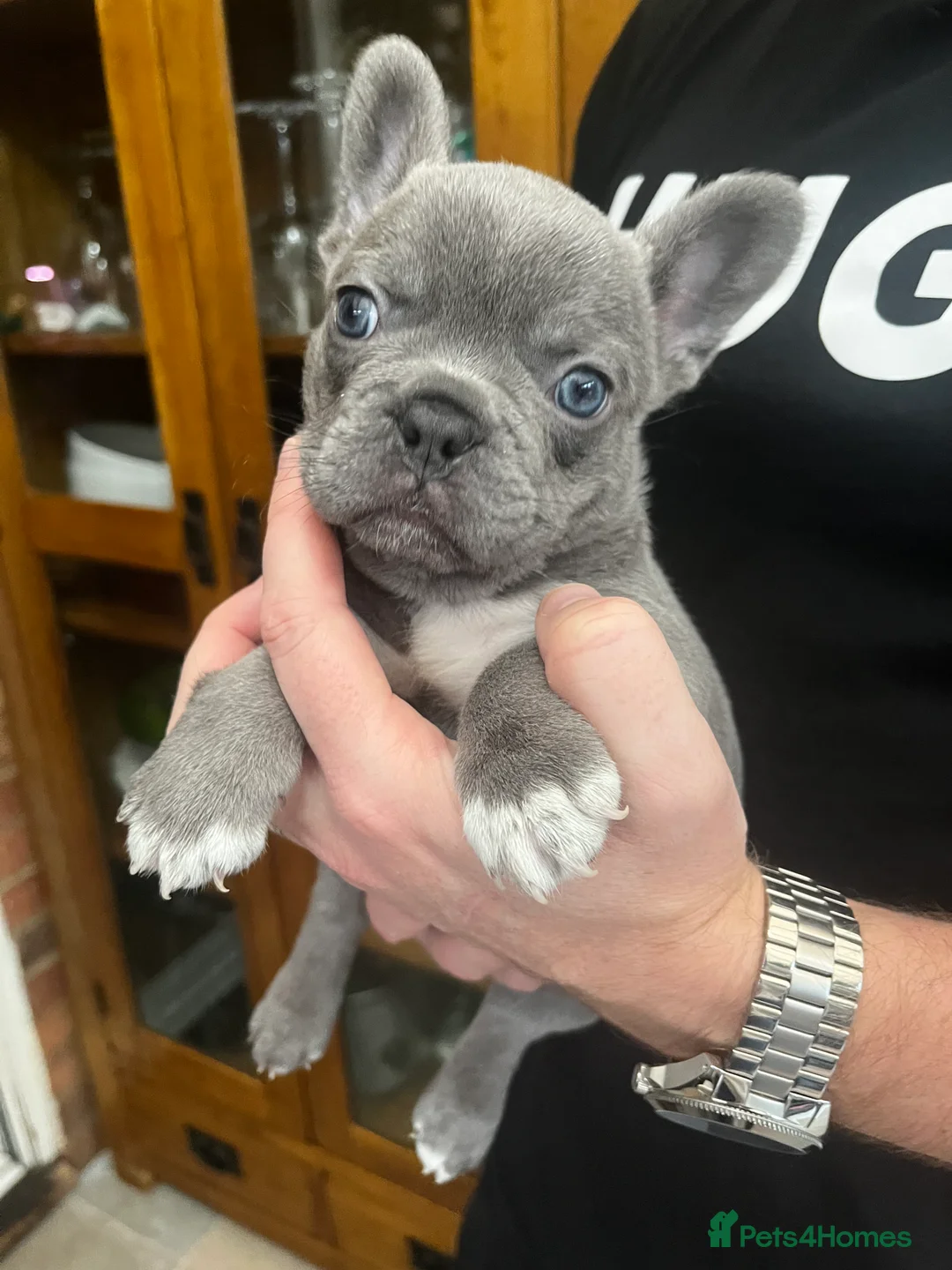 French Bulldog dogs for sale: Gorgeous KC Reg Blue and Lilac Frenchies Babies - Advert 1
