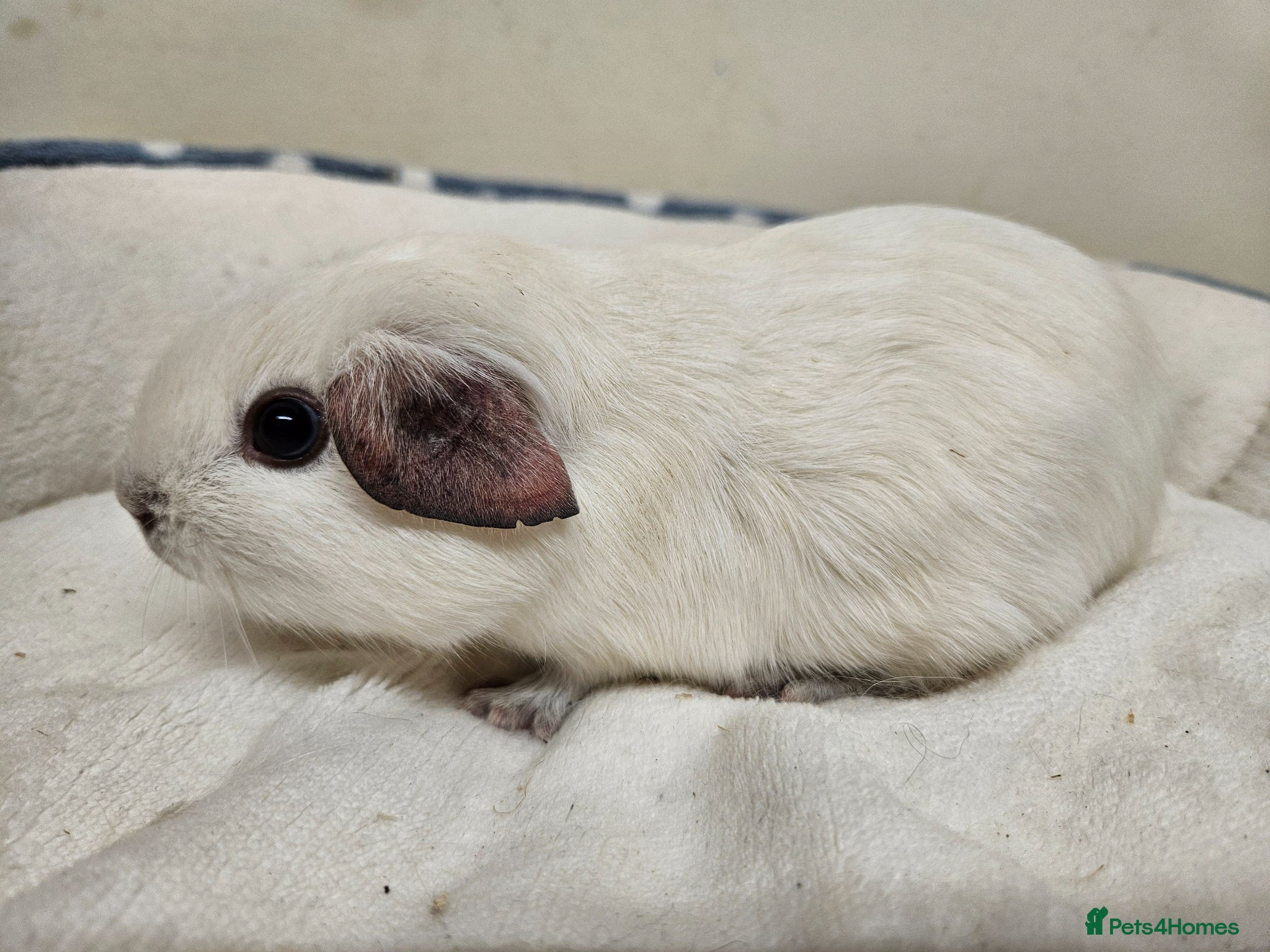 Guinea Pig rodents Single 6-8 wk baby boys for bonding with solo male - Advert 9