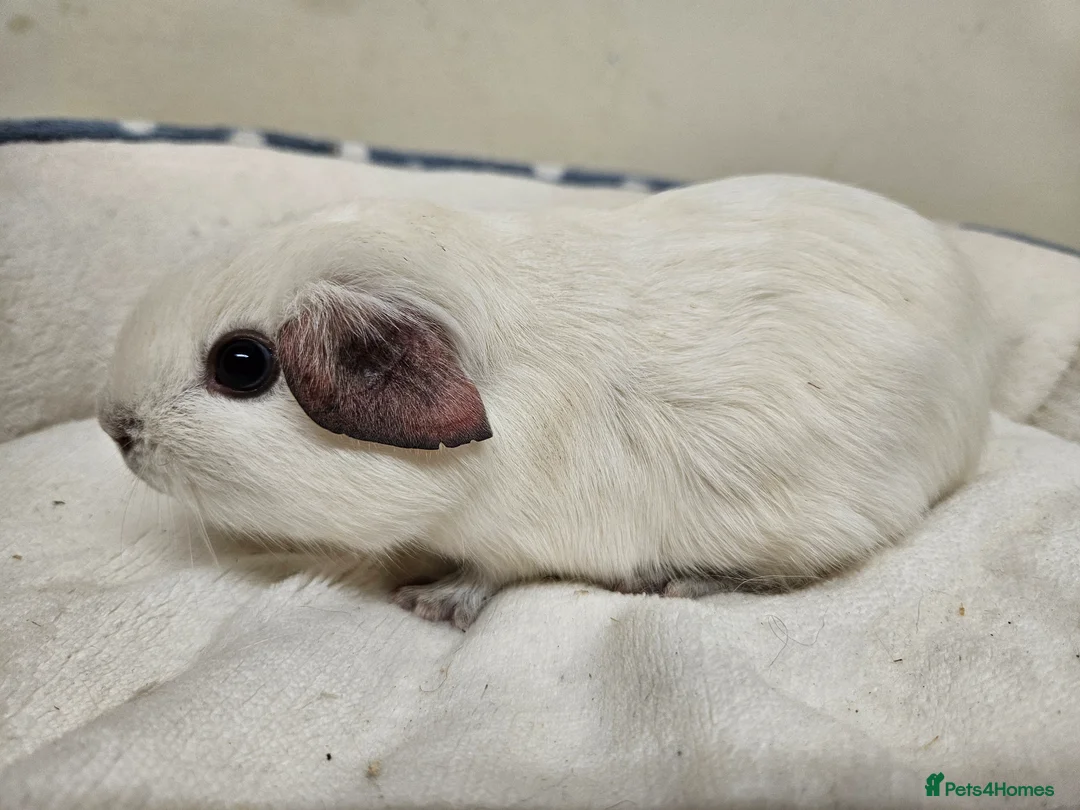 Guinea Pig rodents for sale: Single 6-8 wk baby boys for bonding with solo male - Advert 2