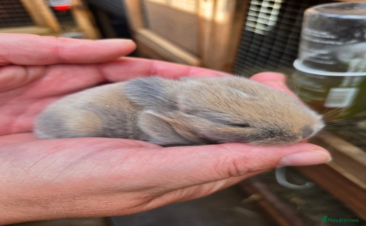 Mini Lop rabbits - Advert 7