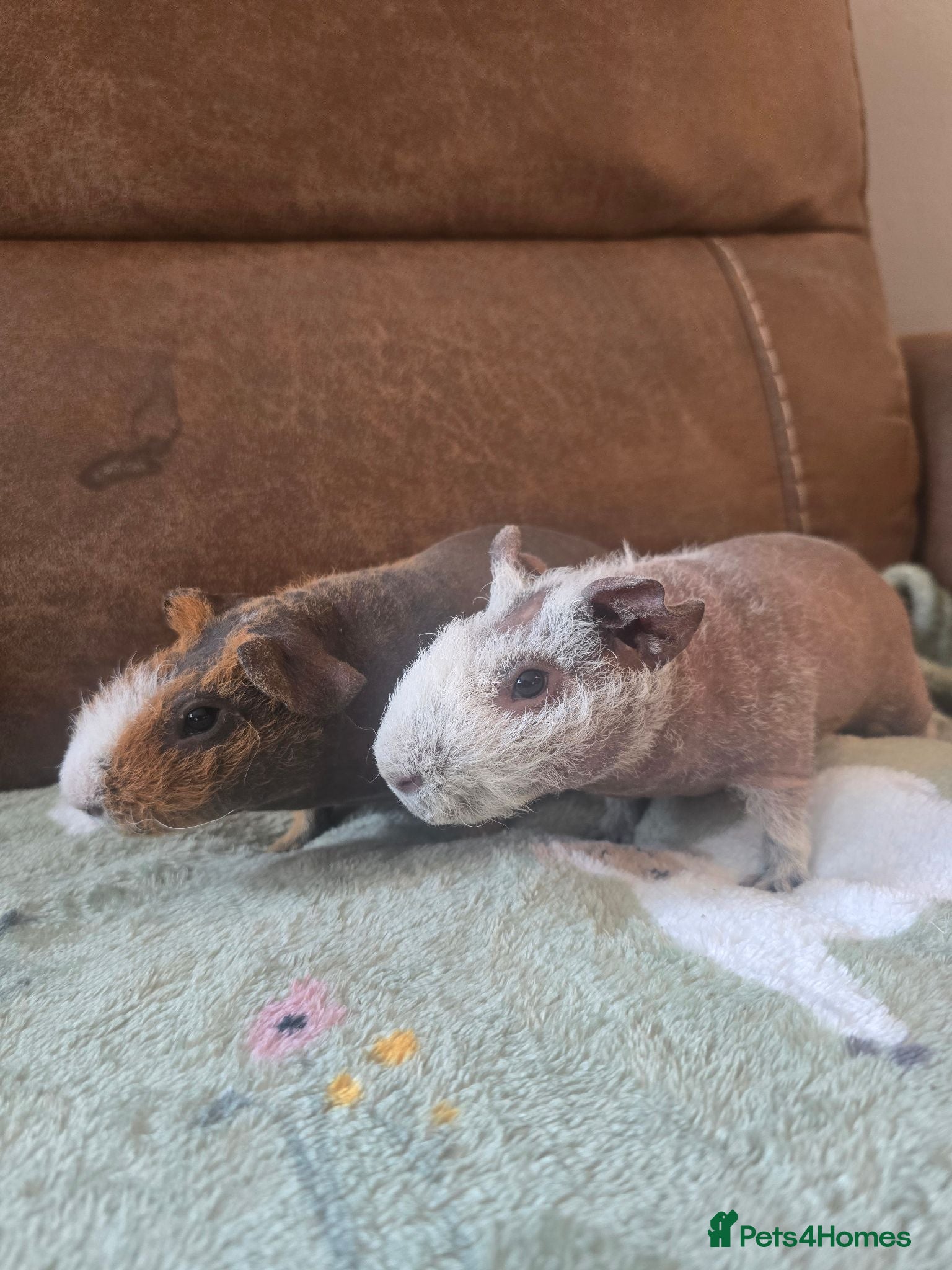 Guinea Pig rodents 2 friendly skinny pig boys guinea - Advert 1