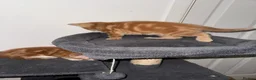 American Shorthair cats for sale: Beautiful Rare GingerKittens Alonghair X BSH cross - Advert 26