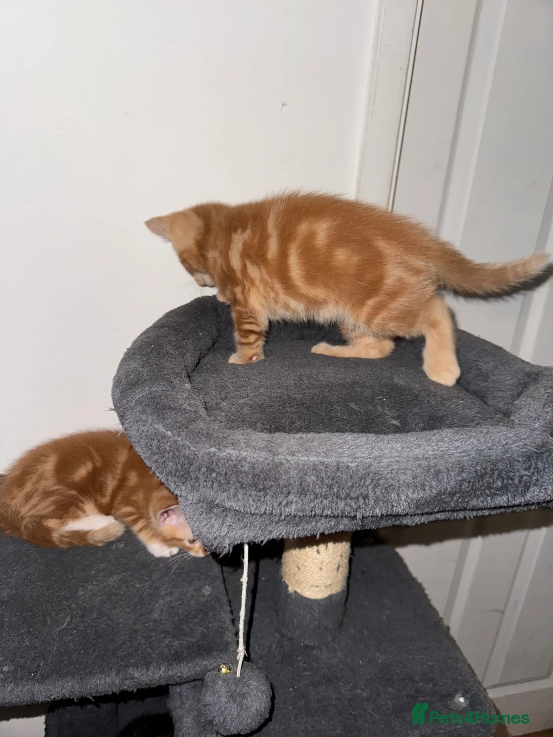 American Shorthair cats for sale: Beautiful Rare GingerKittens Alonghair X BSH cross - Advert 26