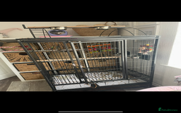 Ringnecks birds for sale: indian ring neck // cage - Image 2