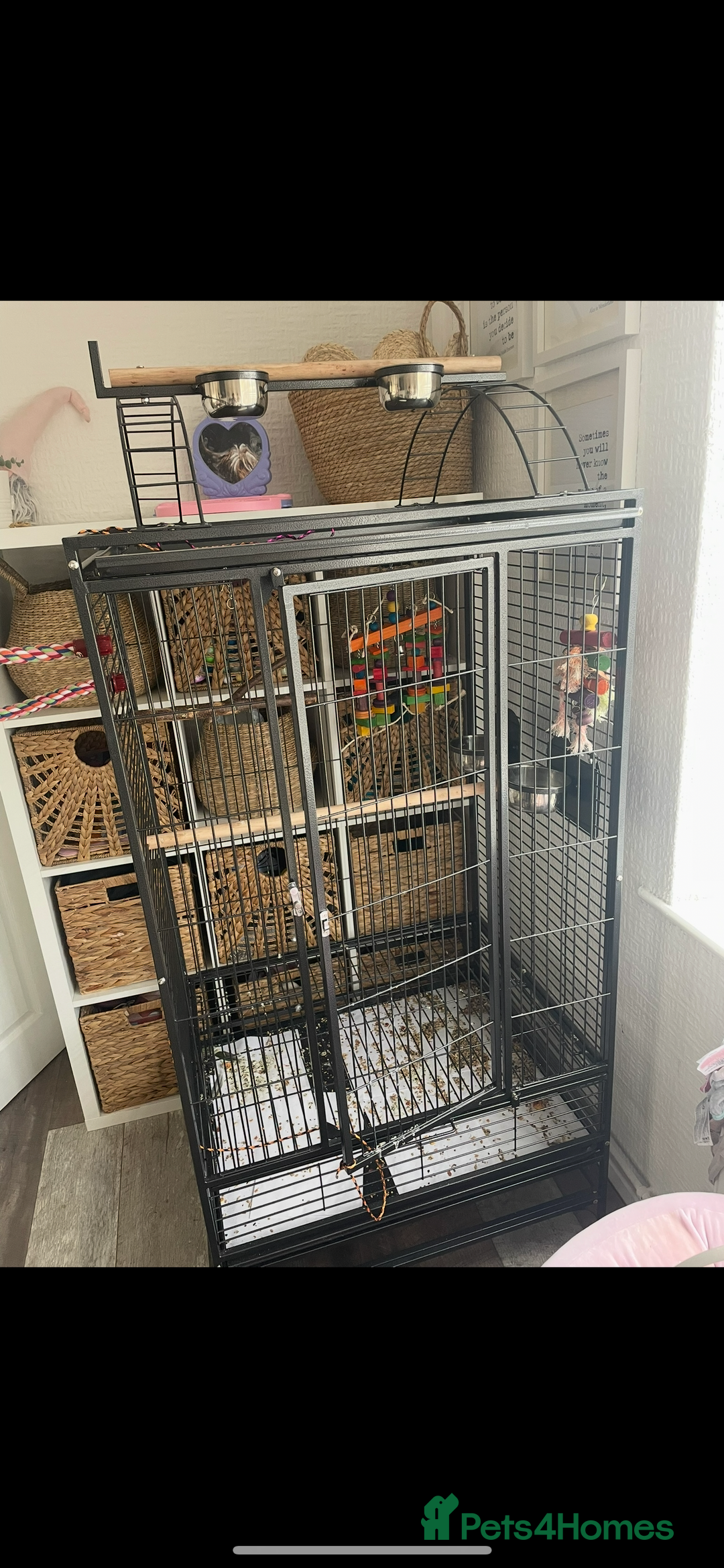 Ringnecks birds for sale: indian ring neck // cage - Image 2