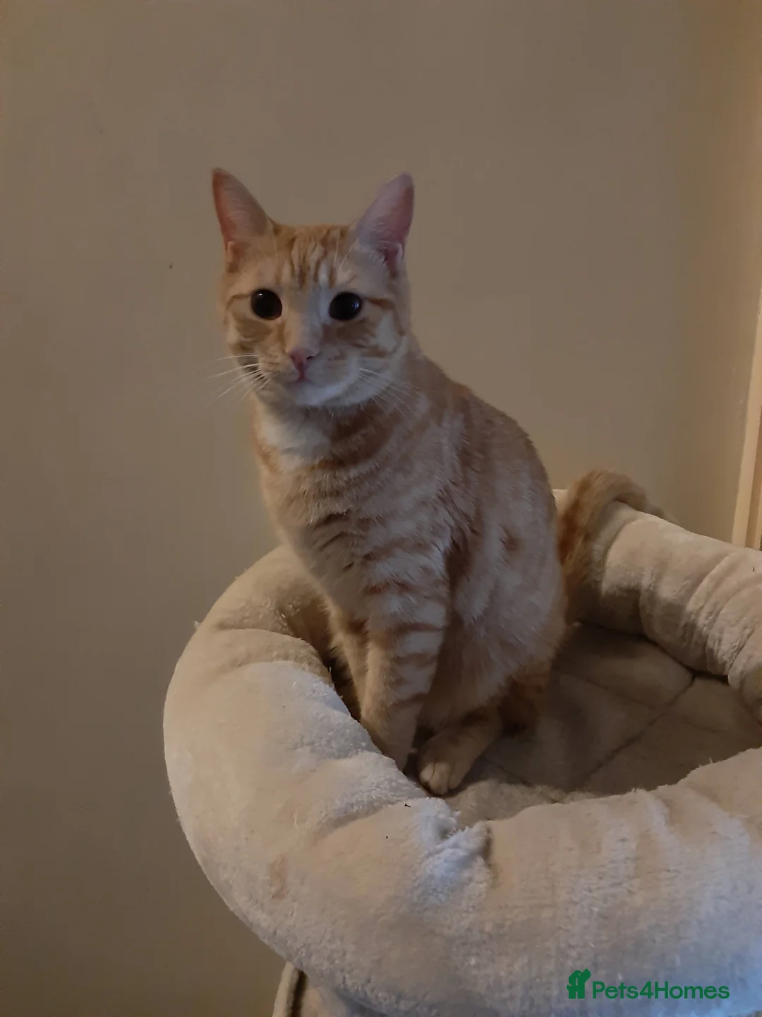 Maine Coon cats for sale: Ginger Maine coon male 5yrs  - Advert 8