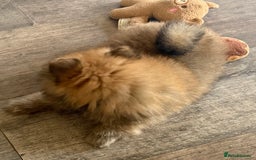 Pomeranian dogs for sale: 2 POMERANIAN BOYS READY TO LEAVE  in Bargoed - Image 12