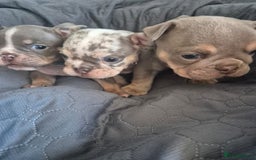 English Bulldog dogs for sale: Beautiful English Bull Dogs KC reg - Image 16