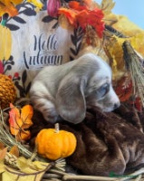 Miniature Dachshund dogs - Advert 4