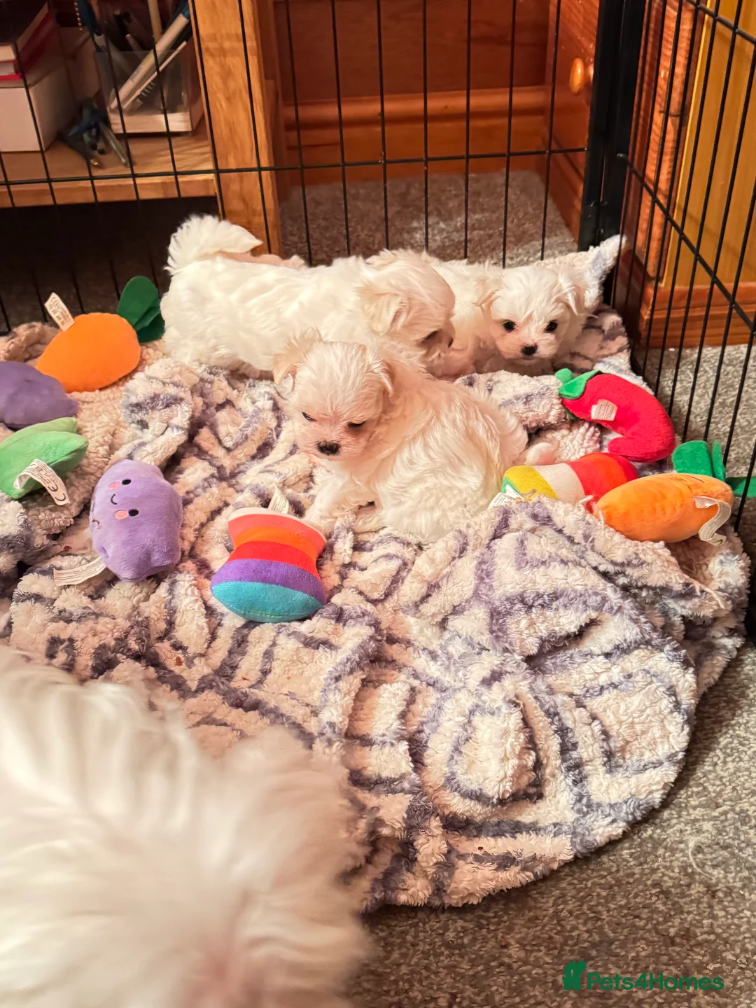 Maltese dogs for sale: Korean Maltese puppy’s available  - Advert 9