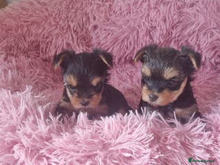 Yorkshire Terrier dogs YORKSHIRE Terrier Puppy - Advert 1