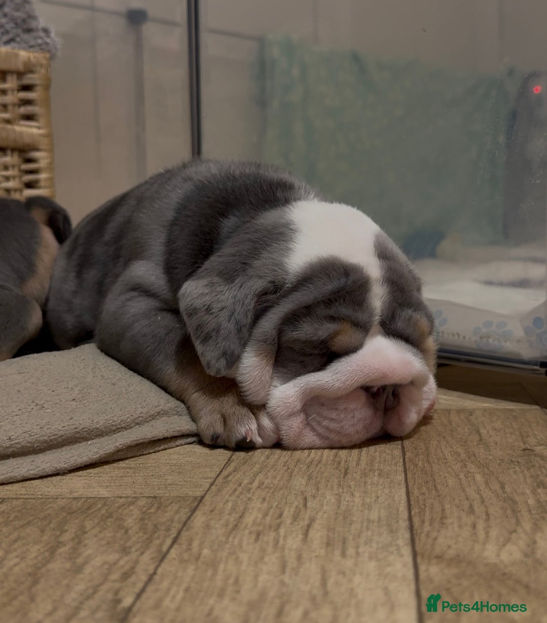 English Bulldog dogs for sale: English bulldog puppies - Advert 19