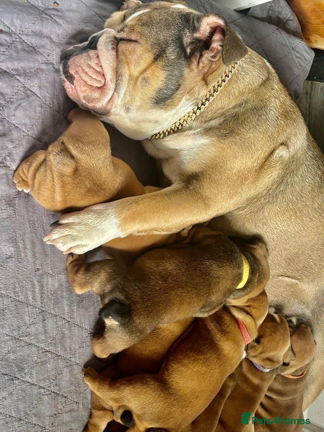 English Bulldog dogs for sale: STUNNING TRADITIONAL ENGLISH BULLDOG - Advert 1