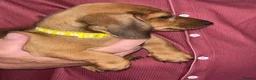 Miniature Dachshund dogs for sale: Miniature Dachshunds - Advert 4