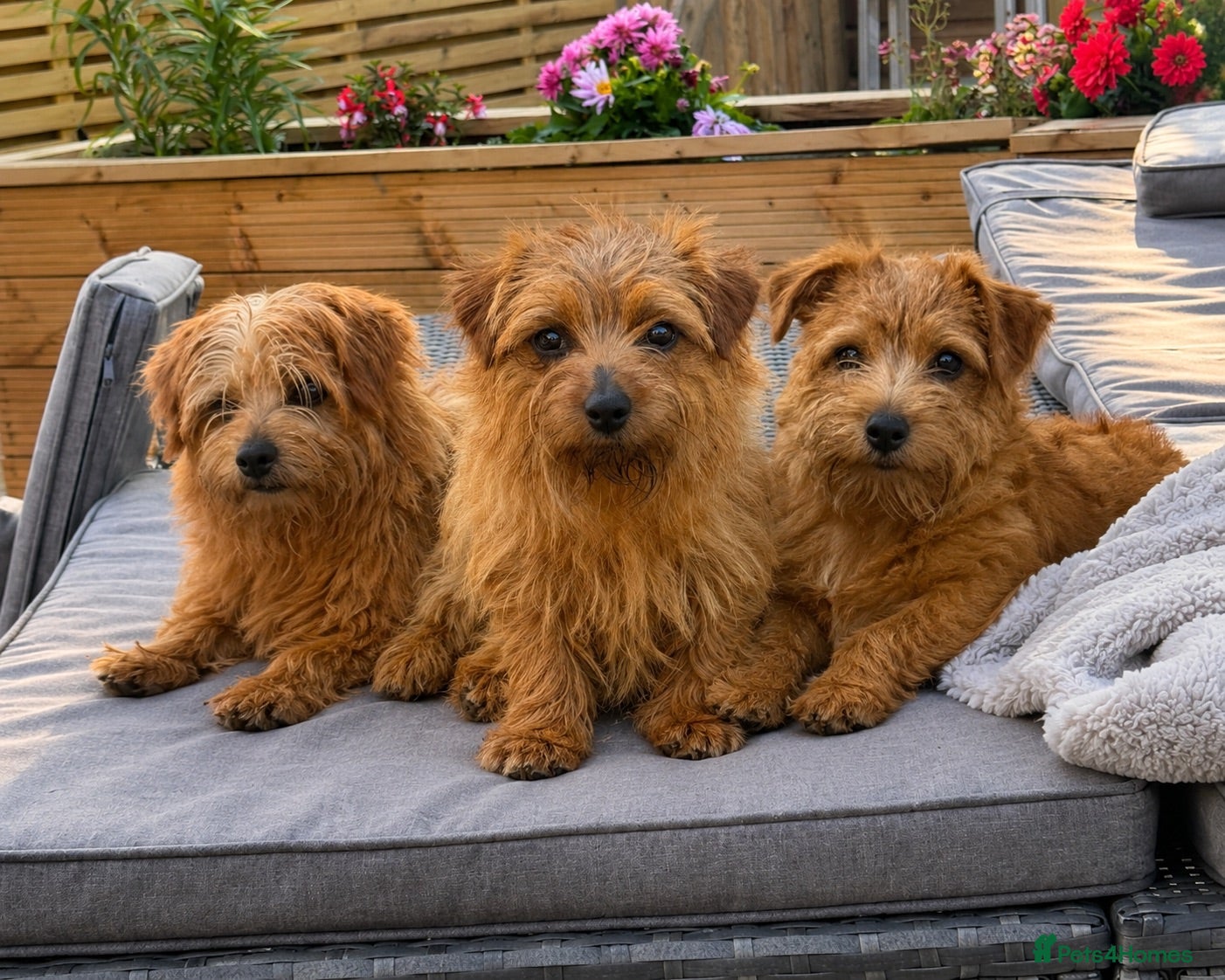 Norfolk Terrier dogs 3 x Breeding Norfolk bitches  - Advert 1