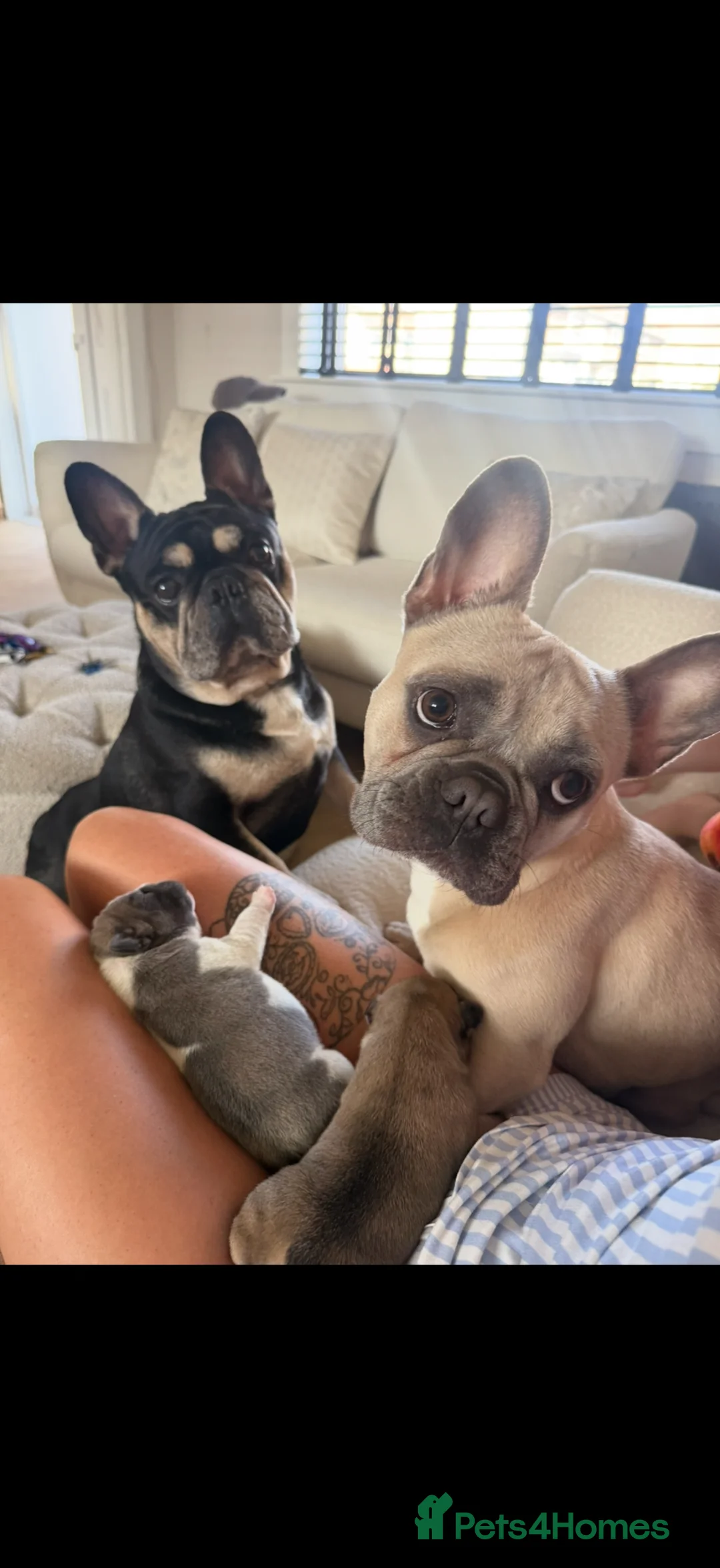 French Bulldog dogs for sale: Frenchie puppies  in Kirkcaldy - Advert 17