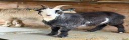 Goats livestock for sale: Small pretty Pygmy Nannie’s  - Advert 8