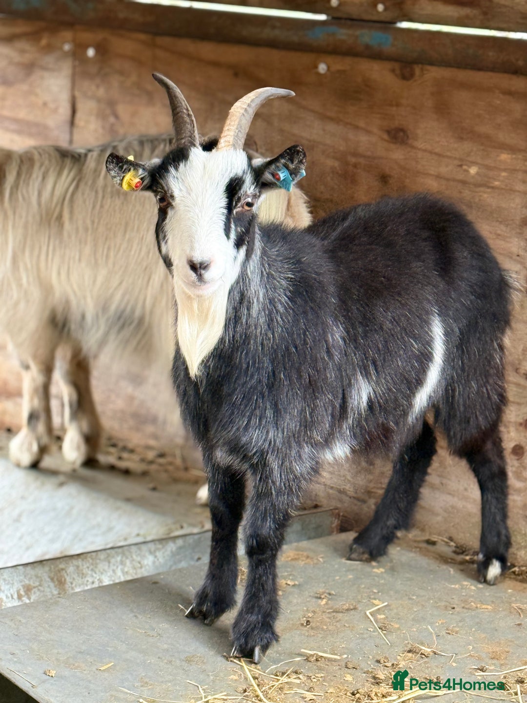 Goats livestock for sale: Small pretty Pygmy Nannie’s  - Advert 8