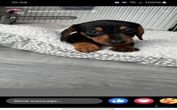 Dachshund dogs for stud: For stud! KC registered miniature dachshund  in Bristol - Image 9