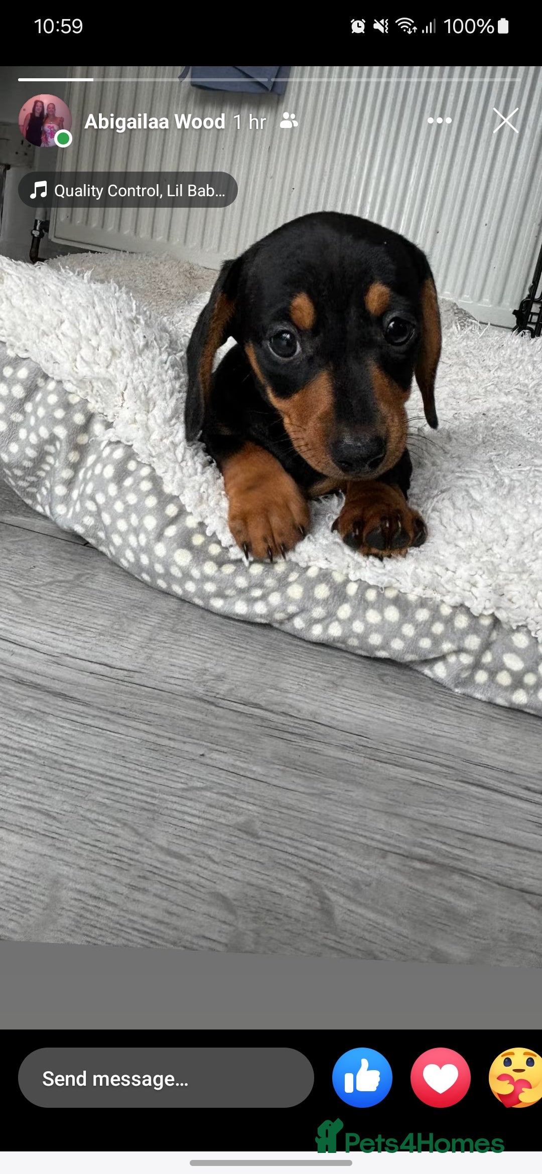 Dachshund dogs for stud: For stud! KC registered miniature dachshund  in Bristol - Image 9
