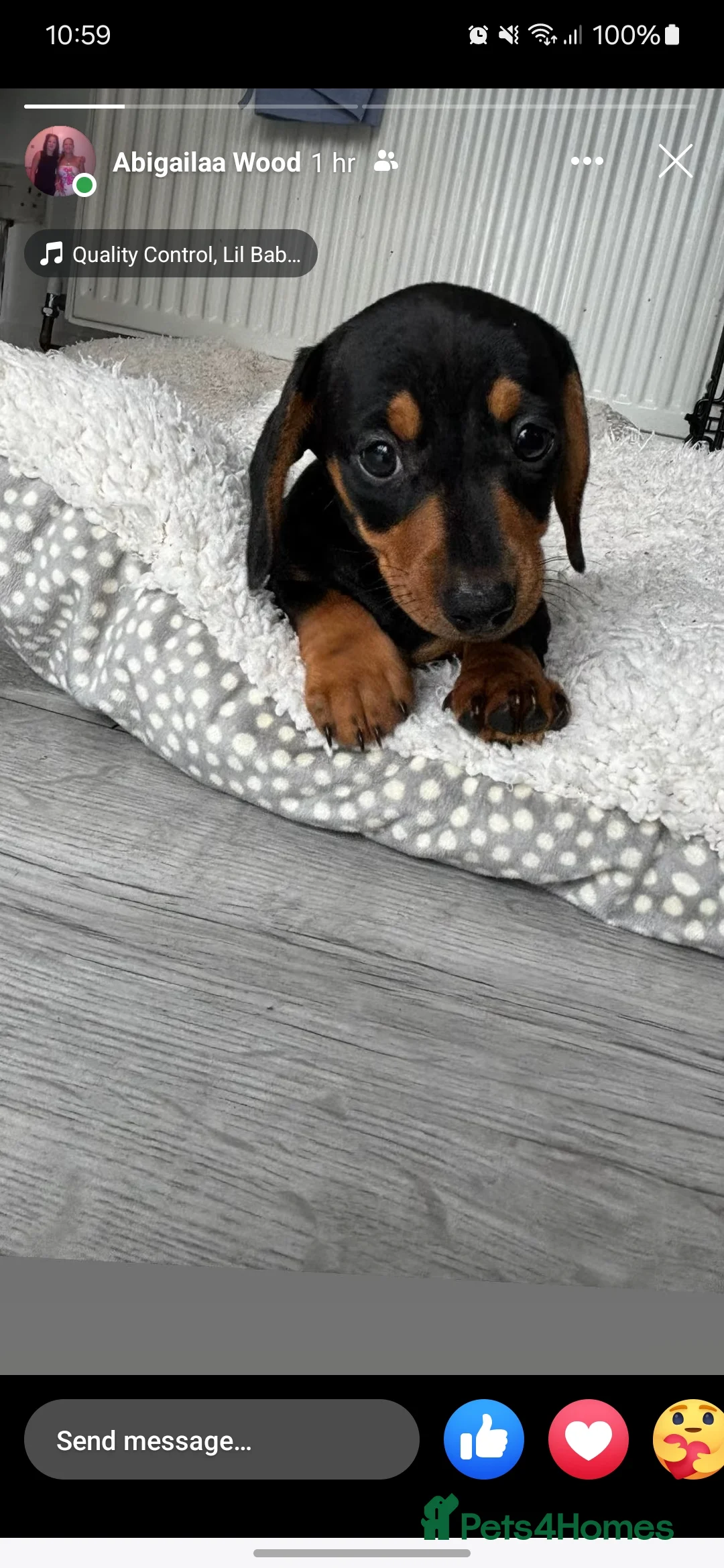 Dachshund dogs for stud: For stud! KC registered miniature dachshund  in Bristol - Advert 9
