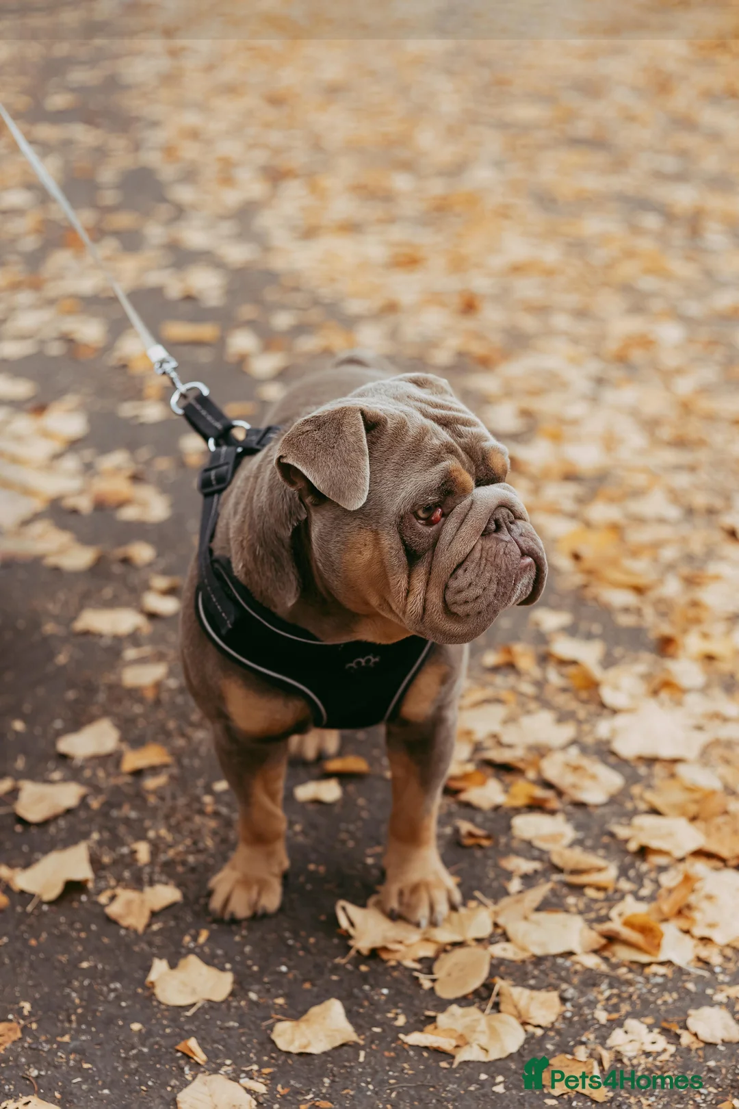 English Bulldog dogs for stud: English bulldog for stud  - Advert 3