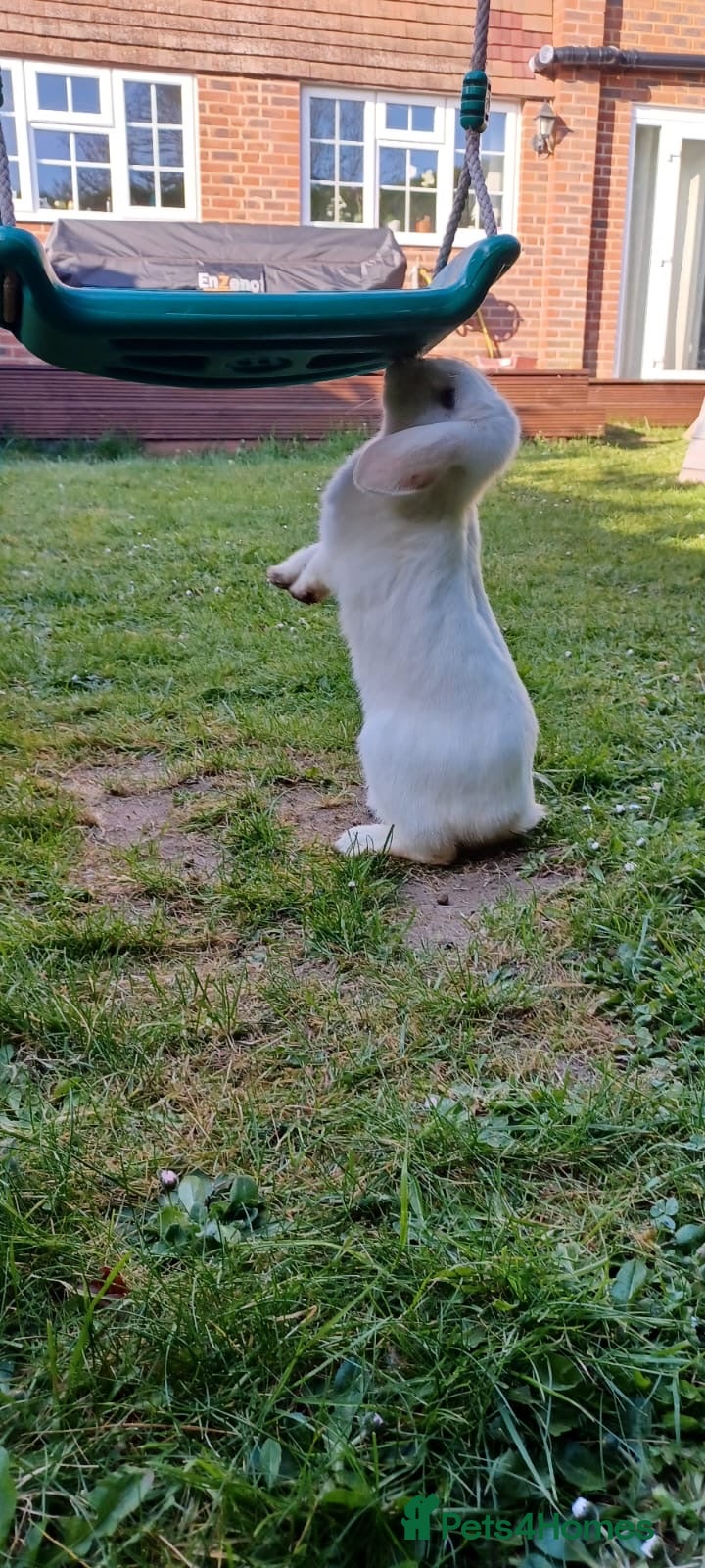 Mini Lop rabbits White mini-lop seeing a lovely home  - Advert 4
