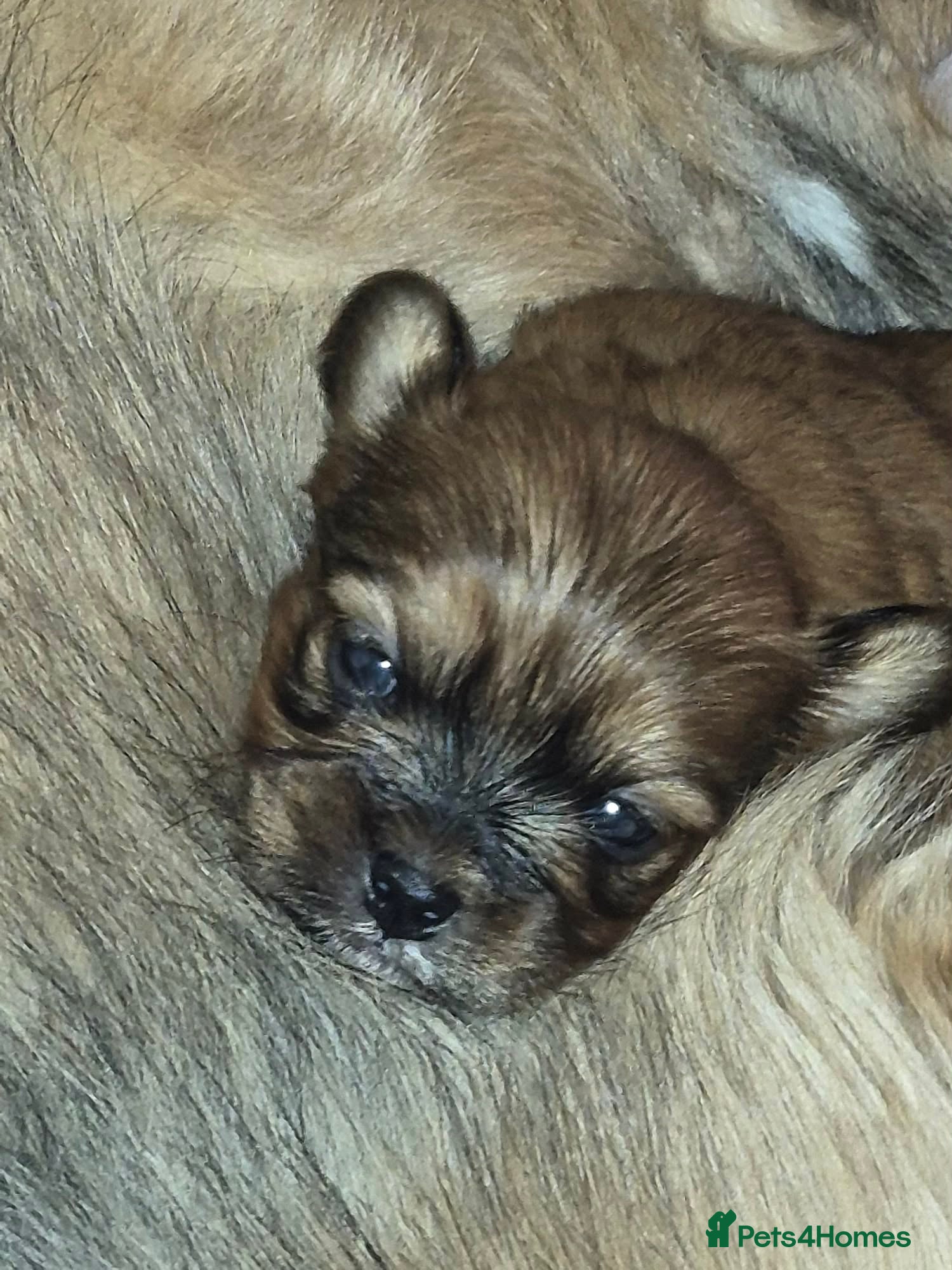 Mixed Breed dogs Lhasa-apso x Pomeranian pups - Advert 4