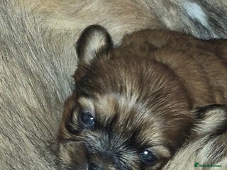 Mixed Breed dogs Lhasa-apso x Pomeranian pups - Advert 9