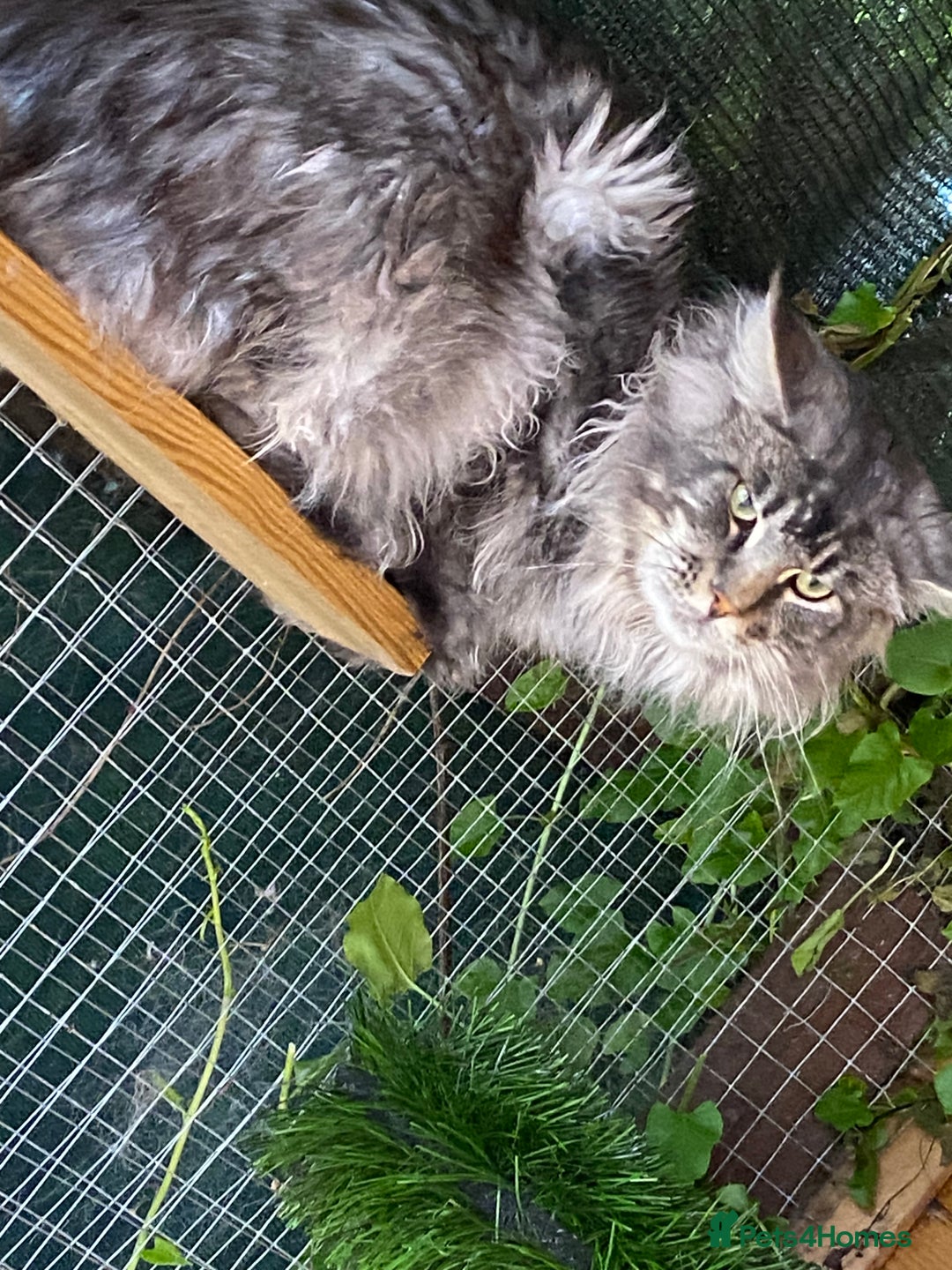 Maine Coon cats for stud: Active Tica duel Gccf Maine Coons in Grantham - Image 14