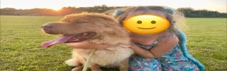 Shar Pei dogs for sale: Beautiful Bearcoat Shar Pei Female (5 yr old) - Advert 12
