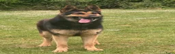 German Shepherd dogs for sale: Beautiful German Shepard puppies  in Canterbury - Advert 1