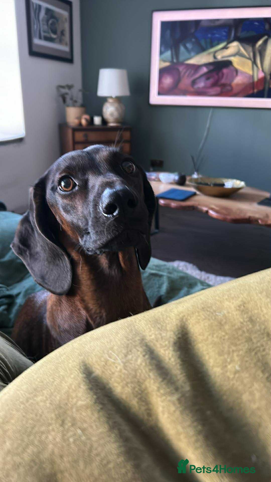 Bavarian Mountain Hound dogs for sale: Bavarian Mountain Hound KC registered  - Advert 7