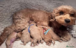 Cavapoo dogs for sale: 5⭐️Licensed+DNA tested+Vet Checked - Image 4