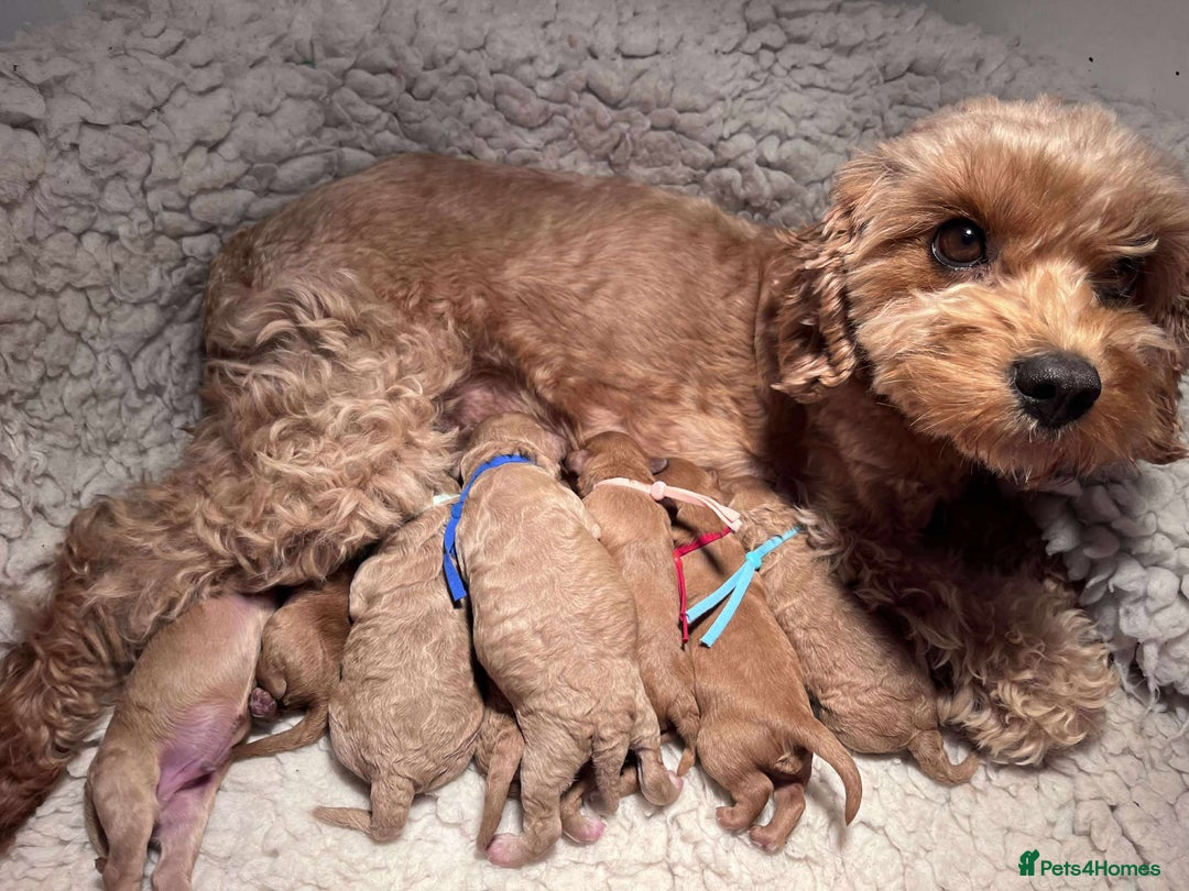 Cavapoo dogs for sale: 5⭐️Licensed+DNA tested+Vet Checked - Image 4
