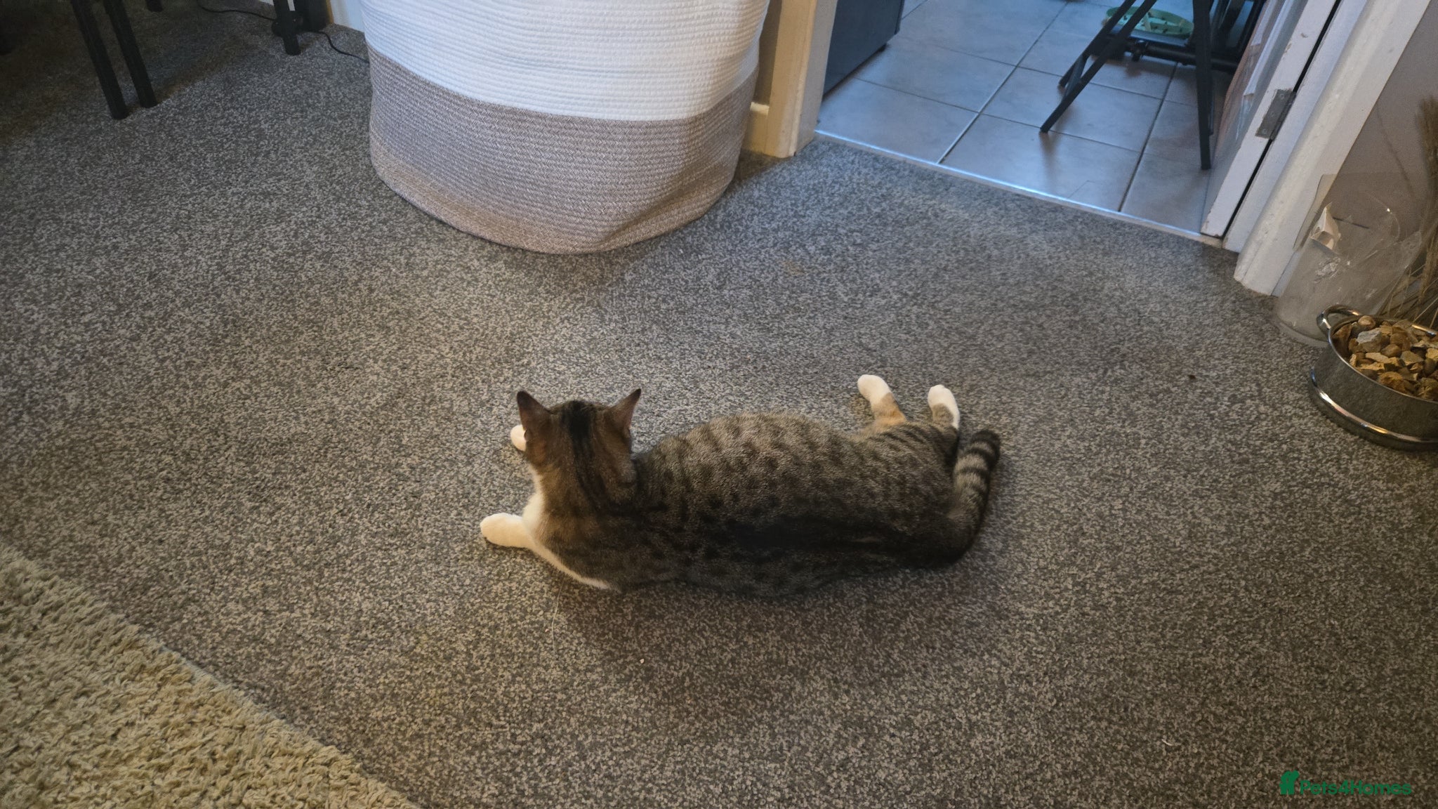 British Shorthair cats 5 month old kittens - Advert 1