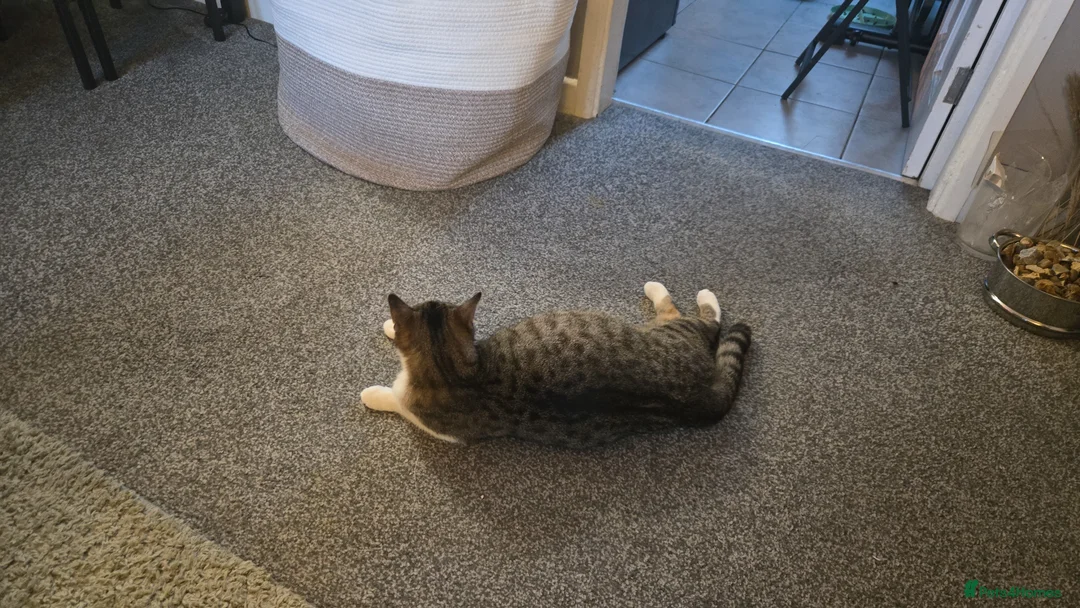 British Shorthair cats for sale: 5 month old kittens - Advert 1