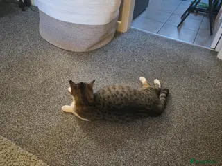 British Shorthair cats 5 month old kittens - Advert 1