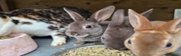 Rex rabbits for sale: Mini Rex and DwarfxRex - Advert 3