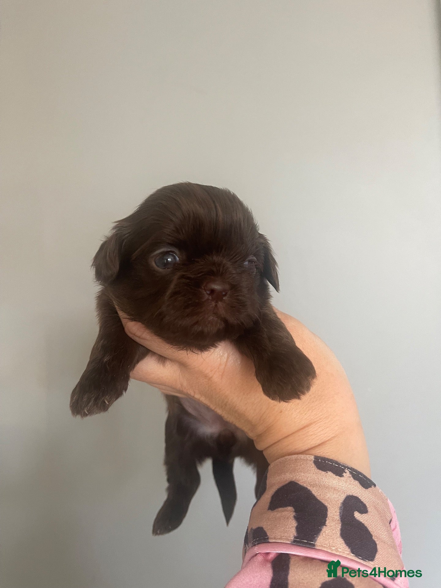 Shih Tzu dogs Imperial shih tzu puppies  - Advert 2