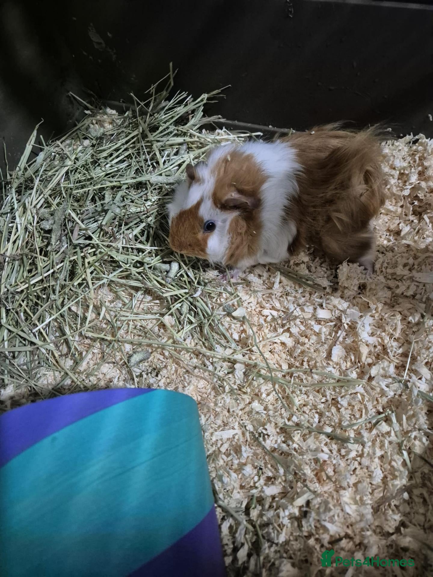 Guinea Pig rodents Two boars for sale - Advert 2
