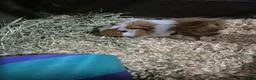 Guinea Pig rodents for sale: Two boars for sale in Llanelli - Advert 1